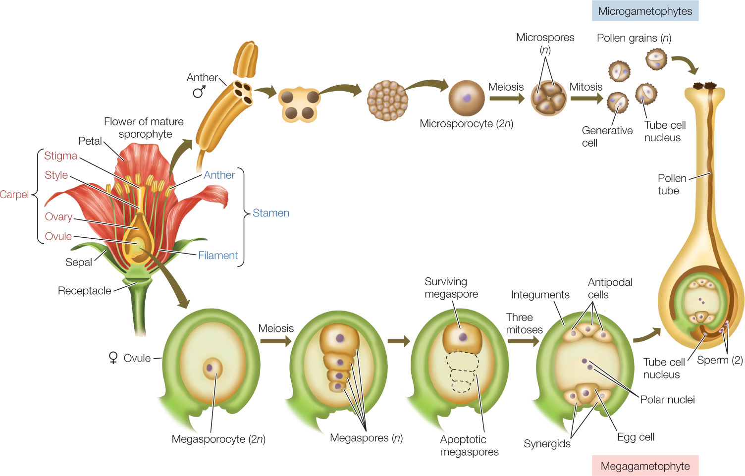 😍 Sexual Reproduction In Angiosperms Sexual Reproduction In